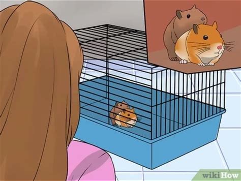 hamster odir|hamster porn odir